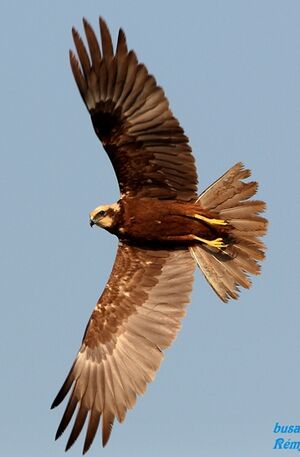 Western Marsh Harrier