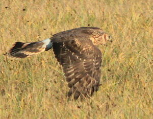 Hen Harrier