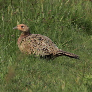 Common Pheasant