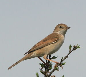Common Whitethroat