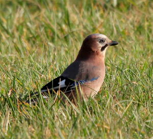 Eurasian Jay 
&copy; R�my Lepron
