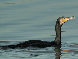 Great Cormorant 
&copy; R�my Lepron