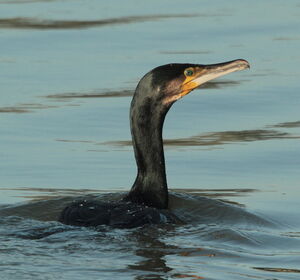 Great Cormorant 
&copy; R�my Lepron