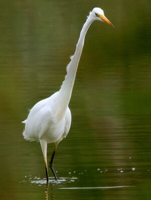 Great Egret