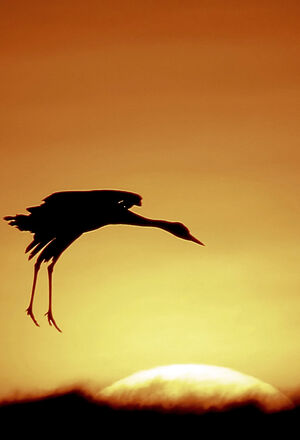 Common Crane 
&copy; R�my Lepron
