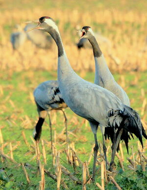 Common Crane 
&copy; R�my Lepron