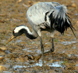 Common Crane 
&copy; R�my Lepron
