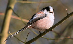 Mésange à longue queue