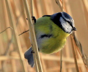 Eurasian Blue Tit 
&copy; R�my Lepron
