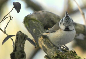 European Crested Tit 
&copy; R�my Lepron