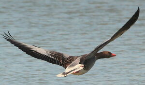 Greylag Goose