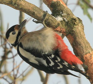 Great Spotted Woodpecker 
&copy; R�my Lepron