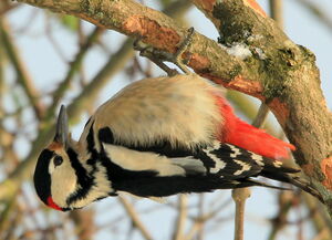 Great Spotted Woodpecker 
&copy; R�my Lepron
