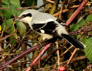 Pie-grièche grise