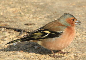 Common Chaffinch 
&copy; R�my Lepron