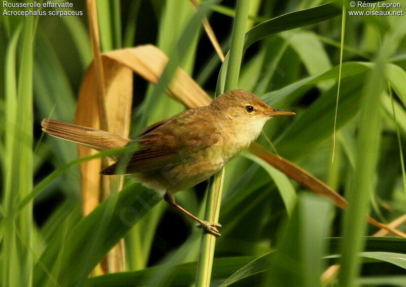 Common Reed Warbler, song