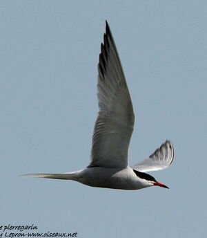 Common Tern 
&copy; R�my Lepron