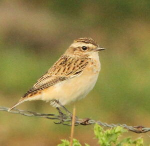 Whinchat