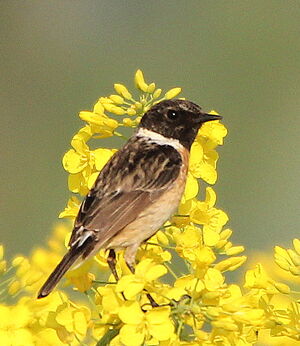 European Stonechat 
&copy; R�my Lepron