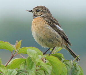European Stonechat 
&copy; R�my Lepron