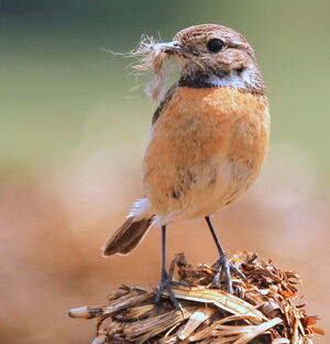 European Stonechat 
&copy; R�my Lepron