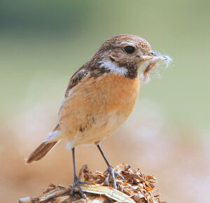European Stonechat 
&copy; R�my Lepron