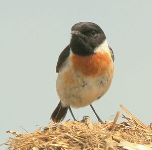 European Stonechat 
&copy; R�my Lepron