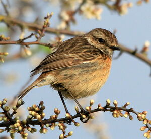 European Stonechat 
&copy; R�my Lepron