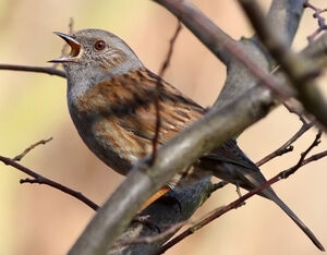 Dunnock 
&copy; Ren� Dumoulin