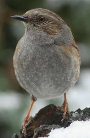 Dunnock 
&copy; Ren� Dumoulin