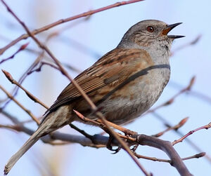 Dunnock 
&copy; Ren� Dumoulin
