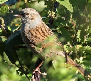 Dunnock 
&copy; Ren� Dumoulin