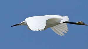 Little Egret
