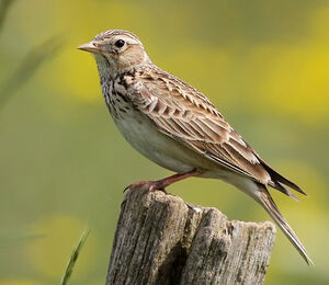 Eurasian Skylark 
&copy; Ren� Dumoulin
