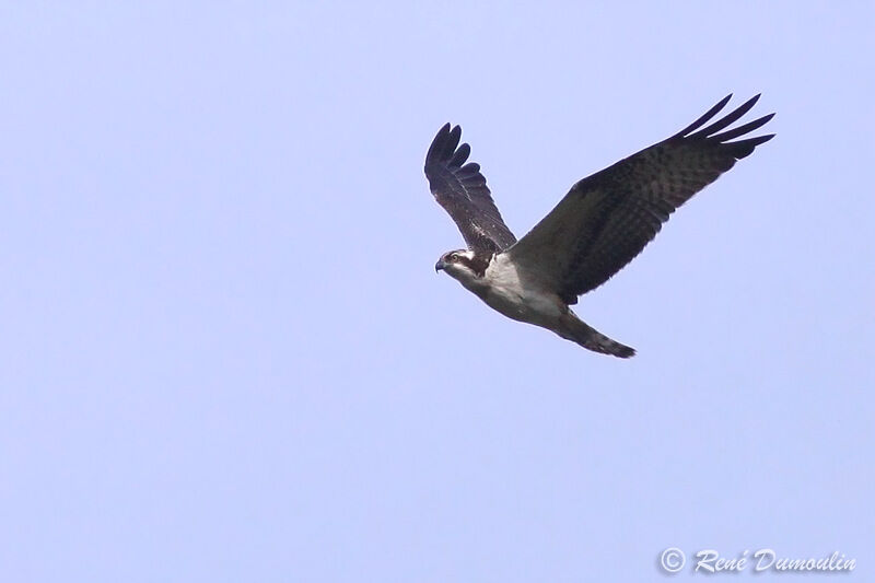Western Ospreyjuvenile, Flight