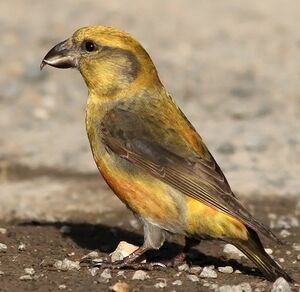 Red Crossbill