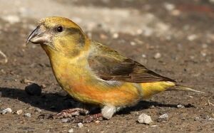Red Crossbill 
&copy; Ren� Dumoulin