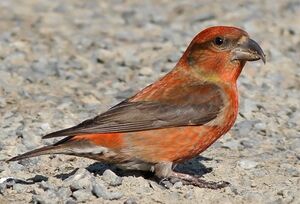 Red Crossbill 
&copy; Ren� Dumoulin