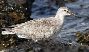 Red Knot