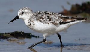 Bécasseau sanderling