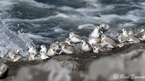Bécasseau sanderling