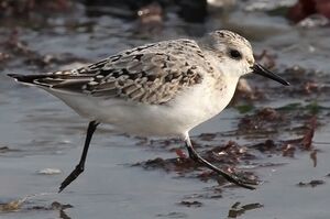 Bécasseau sanderling