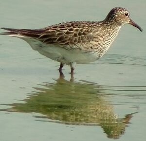 Pectoral Sandpiper