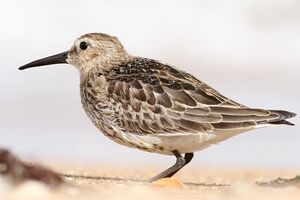 Dunlin