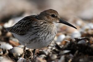 Dunlin