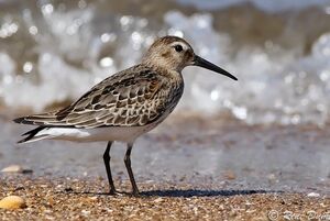 Dunlin