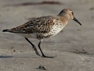 Bécasseau variable