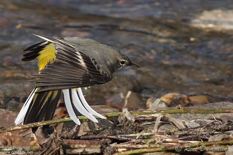 Grey Wagtail male adult transition, care, pigmentation