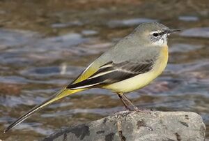 Grey Wagtail