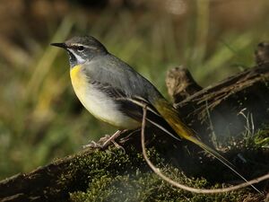 Grey Wagtail